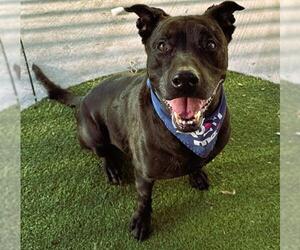 American Staffordshire Terrier-Labrador Retriever Mix Dogs for adoption in Fort Lauderdale, FL, USA