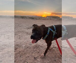 Bullboxer Pit Dogs for adoption in phoenix, AZ, USA