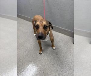 Mutt Dogs for adoption in Las Vegas, NV, USA