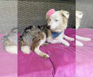 Australian Shepherd Dogs for adoption in Palatine/Kildeer/Buffalo grove, IL, USA