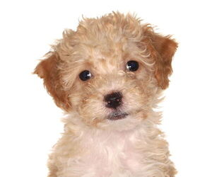 Poodle (Miniature)-Unknown Mix Dogs for adoption in Oakland Park, FL, USA