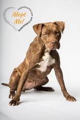 Medium Photo #1 Labrador Retriever-Unknown Mix Puppy For Sale in Pewaukee, WI, USA