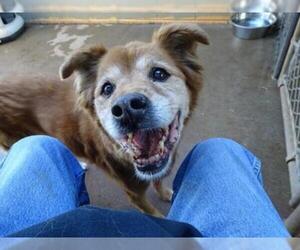 Golden Retriever Dogs for adoption in Athens, AL, USA