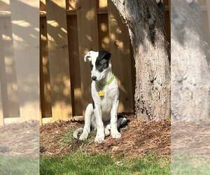 Collie-Unknown Mix Dogs for adoption in Pueblo West, CO, USA