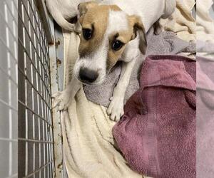 Border Collie-Unknown Mix Dogs for adoption in Modesto, CA, USA