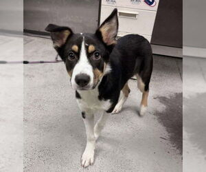 Border Collie-Unknown Mix Dogs for adoption in Lodi, CA, USA