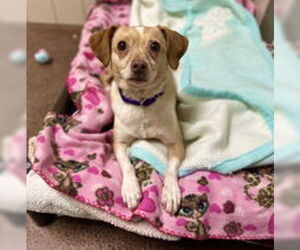 Chihuahua Dogs for adoption in Salinas, CA, USA