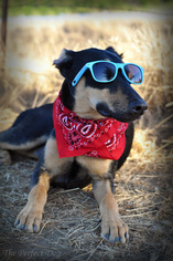 Doberman Pinscher Dogs for adoption in Milpitas, CA, USA