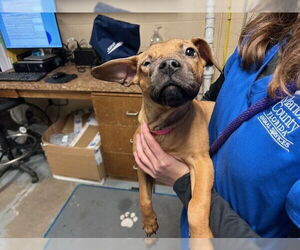 Chihuahua-Unknown Mix Dogs for adoption in Ocala, FL, USA