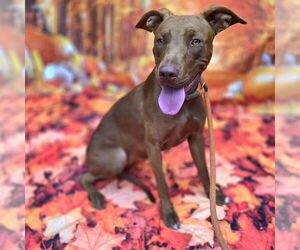 Unknown-Vizsla Mix Dogs for adoption in Long Beach, CA, USA