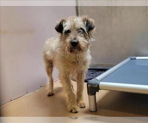 Mutt Dogs for adoption in Martinez, CA, USA