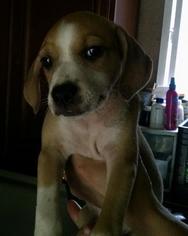 Labbe Dogs for adoption in Pembroke, GA, USA