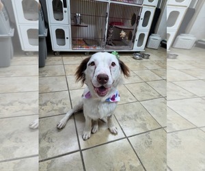 Border Collie-Unknown Mix Dogs for adoption in El Centro, CA, USA