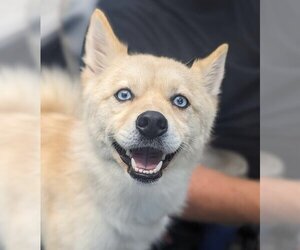 Pomsky Dogs for adoption in Maryville, TN, USA