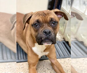 Boxer Dogs for adoption in Austin, TX, USA
