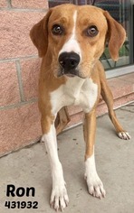 Medium Photo #1 Beagle-Pointer Mix Puppy For Sale in San Antonio, TX, USA