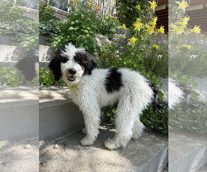 Poodle (Standard) Dogs for adoption in Sandy, UT, USA