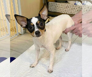 Rat-Cha Dogs for adoption in Benton, LA, USA