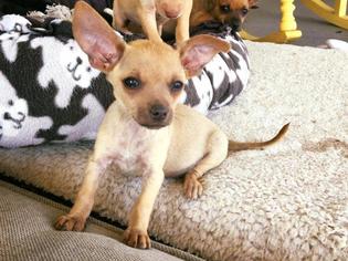 Medium Photo #1 Chihuahua-Unknown Mix Puppy For Sale in Salt Lake City, UT, USA