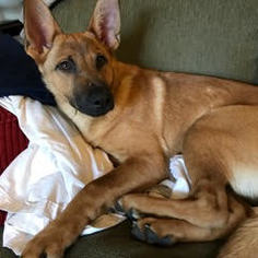 Medium Photo #1 German Shepherd Dog-Unknown Mix Puppy For Sale in Issaquah, WA, USA