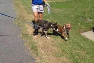 Small American Pit Bull Terrier