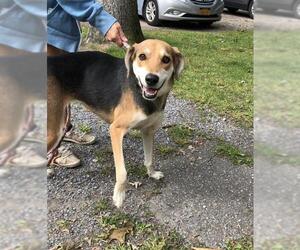 Greyhound Dogs for adoption in Calverton, NY, USA