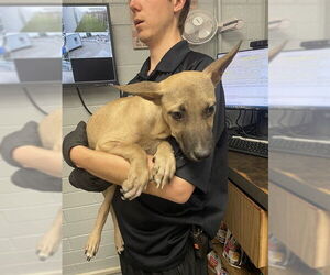 Mutt Dogs for adoption in Stockton, CA, USA