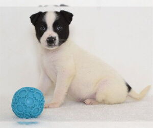 Australian Cattle Dog-Border Collie Mix Dogs for adoption in Oroville, CA, USA
