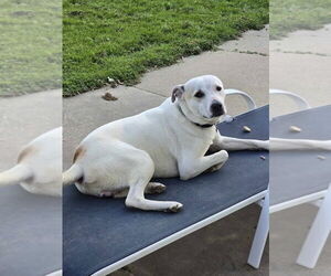 Pointer-Unknown Mix Dogs for adoption in Boston, MA, USA
