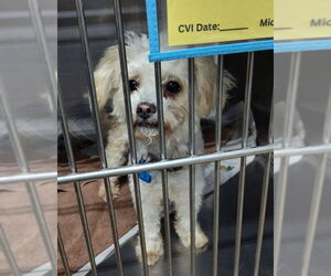 Poodle (Miniature)-Unknown Mix Dogs for adoption in Mukwonago, WI, USA