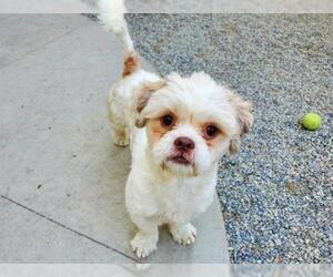 Shih Tzu Dogs for adoption in Rancho Cucamonga, CA, USA
