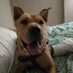 Chinese Shar-Pei-Unknown Mix Dogs for adoption in Lorain, OH, USA