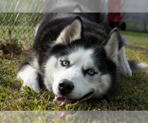 Siberian Husky Dogs for adoption in Easton, MD, USA