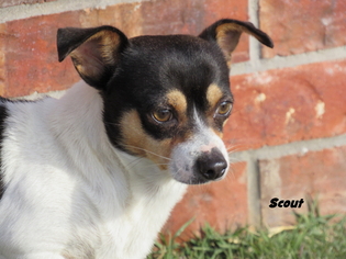 Rat Terrier Dogs for adoption in Oklahoma City, OK, USA