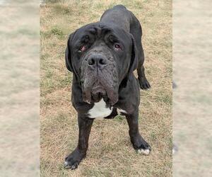 Mutt Dogs for adoption in Akron, OH, USA