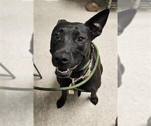 Mutt Dogs for adoption in Bakersfield, CA, USA