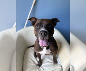 Mutt Dogs for adoption in Elmsford, NY, USA