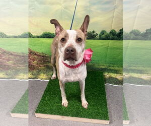 American Staffordshire Terrier-Unknown Mix Dogs for adoption in Euless, TX, USA