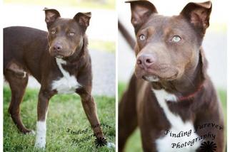 Bullboxer Pit Dogs for adoption in HOUSTON, TX, USA