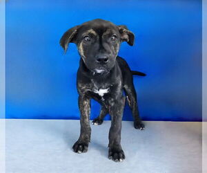 Mountain Cur-Plott Hound Mix Dogs for adoption in Pasadena, CA, USA