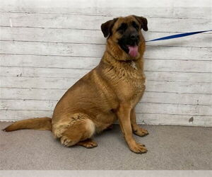 German Shepherd Dog Dogs for adoption in San Bernardino, CA, USA