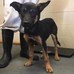 German Shepherd Dog Dogs for adoption in Hamilton, GA, USA