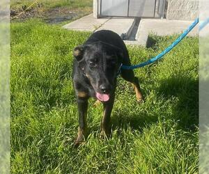 German Shepherd Dog Dogs for adoption in Lathrop, CA, USA