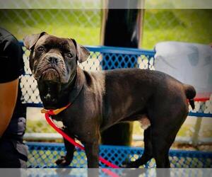 Pug-Unknown Mix Dogs for adoption in Orlando, FL, USA