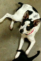 Rat Terrier Dogs for adoption in Melrose, FL, USA