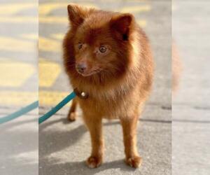 Pomeranian Dogs for adoption in Boonton, NJ, USA