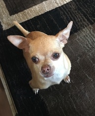 Chihuahua Dogs for adoption in Mission viejo, CA, USA