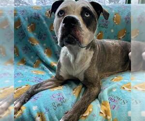 American Pit Bull Terrier-Unknown Mix Dogs for adoption in Anchorage, AK, USA
