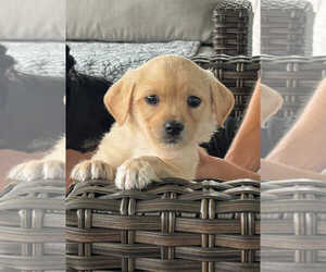 Chiweenie Dogs for adoption in Mount Pleasant, SC, USA