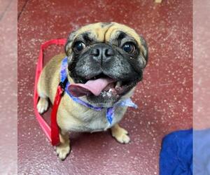 Puggle Dogs for adoption in Fargo, ND, USA